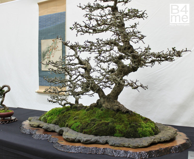 Crataegus monogyna/Common Hawthorn bonsai